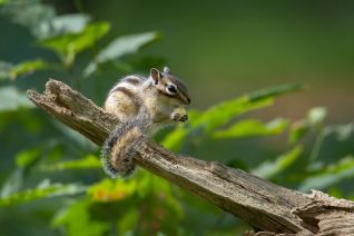 Siberische Grondeekhoorn