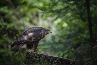 Buizerd