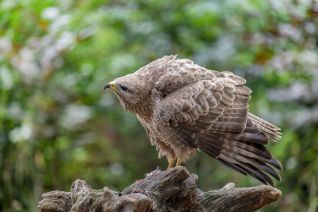 Buizerd