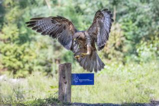 Buizerd
