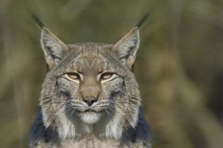 Lynx