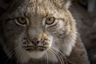 Lynx