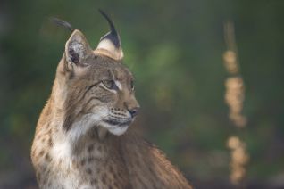 Lynx