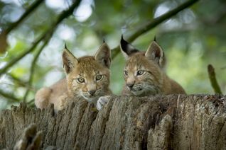 Lynx