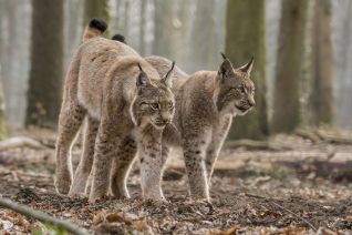 Lynx