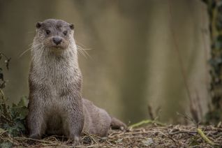 Otter