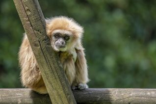 De Gibbon (Hylobatidae)