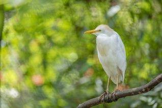 De Koereiger (Bubulcus ibis)
