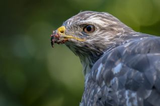 Buizerd