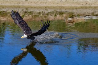 Amerikaanse Zeearend