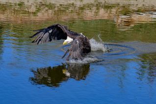 Amerikaanse Zeearend
