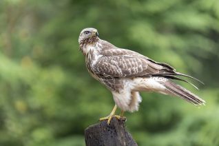 Buizerd