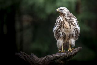 Buizerd