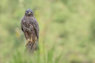 Buizerd