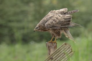 Buizerd