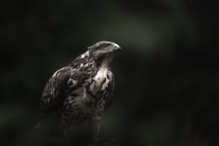 Dark Buzzard