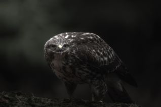 Dark Buzzard