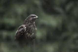 Dark Buzzard