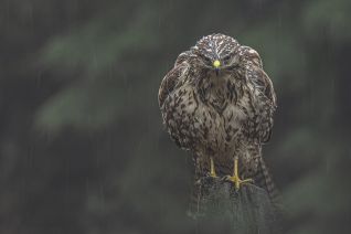 Buizerd