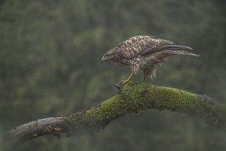 Buizerd