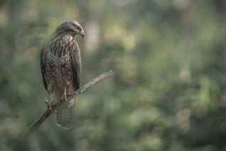 Buizerd