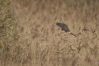 Blauwe Kiekendief (v)
