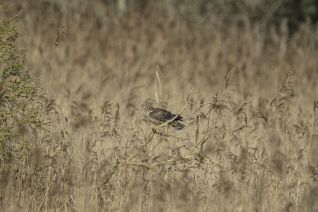 Blauwe Kiekendief (v)