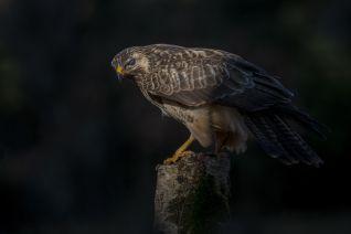 Buizerd