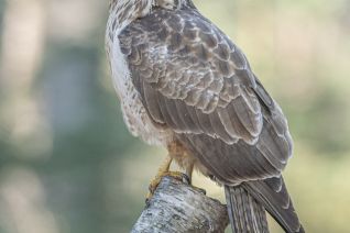 Buizerd