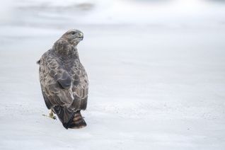 Buizerd