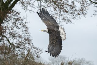 Amerikaanse Zeearend