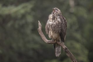 Buizerd