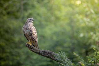 Buizerd