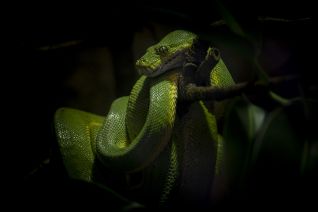 Groene Boompython