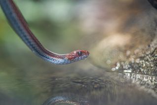 Prariekousebandslang  (Thamnophis radix) 