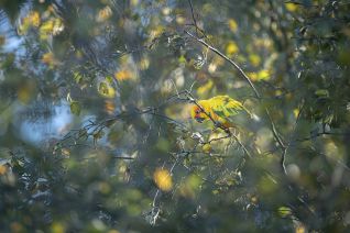 Zonparkiet (Aratinga solstitialis) 