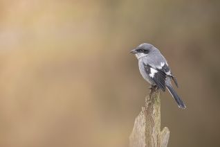 De Klapekster of Blauwe Klauwier (Lanius excubitor)
