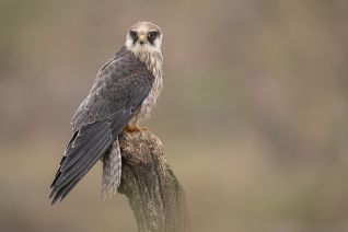 Roodpootvalk  (Falco vespertinus Linnaeus)