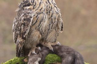 Oehoe vs Steenmarter