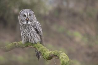 De Laplanduil (Strix nebulosa)