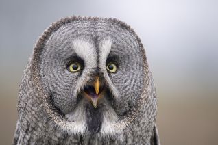De Laplanduil (Strix nebulosa)