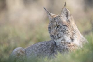 Lynx