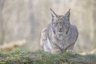 Lynx