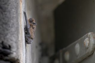 De Gewone Dwergvleermuis (Pipistrellus pipistrellus)