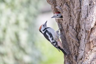 MBS  Middelste Bonte Specht