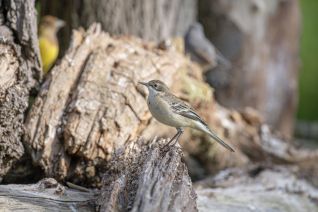 Citroen Kwikstaart (v)