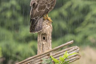 Buizerd