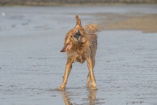 Hond op strand