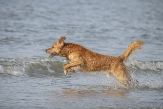 Hond op strand
