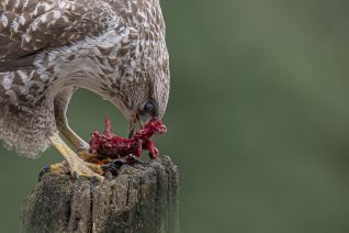Buizerd